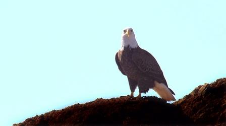 Video thumbnail: Coastal Kingdom Bald Eagles
