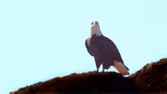 Bald Eagles