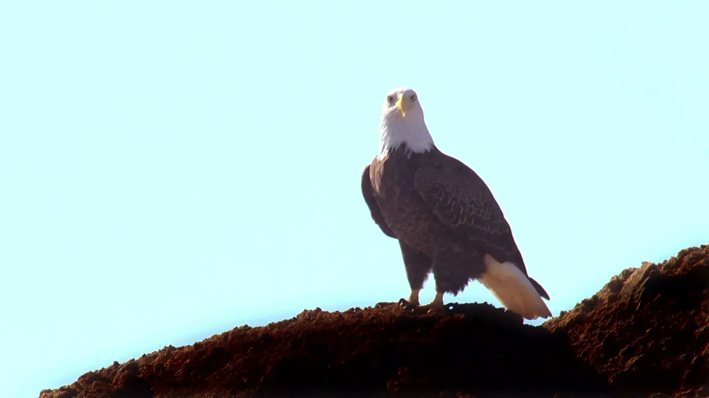 Bald Eagles