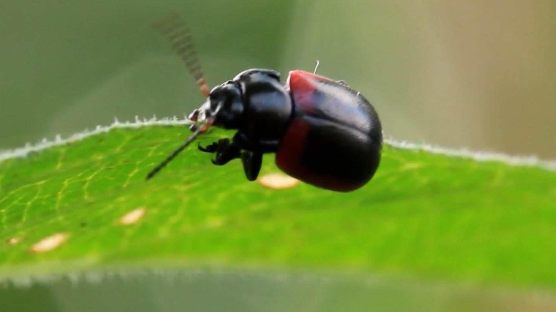 Insect Populations Decline Without Direct Human Interference