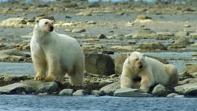 Polar Bears Hunt Beluga Whales