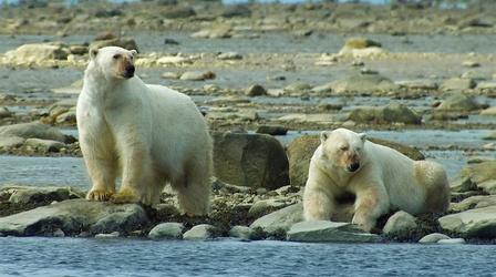 Video thumbnail: Nature Polar Bears Hunt Beluga Whales
