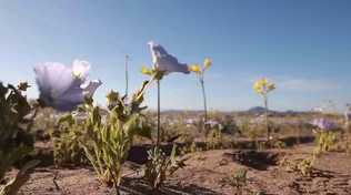 Scientists study rare bloom in the Atacama Desert
