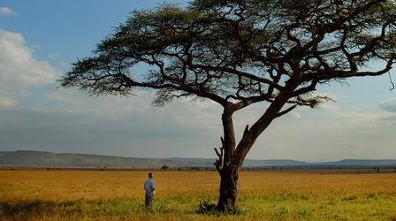 Video thumbnail: Nature The Serengeti Rules