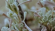 Saving Sagebrush