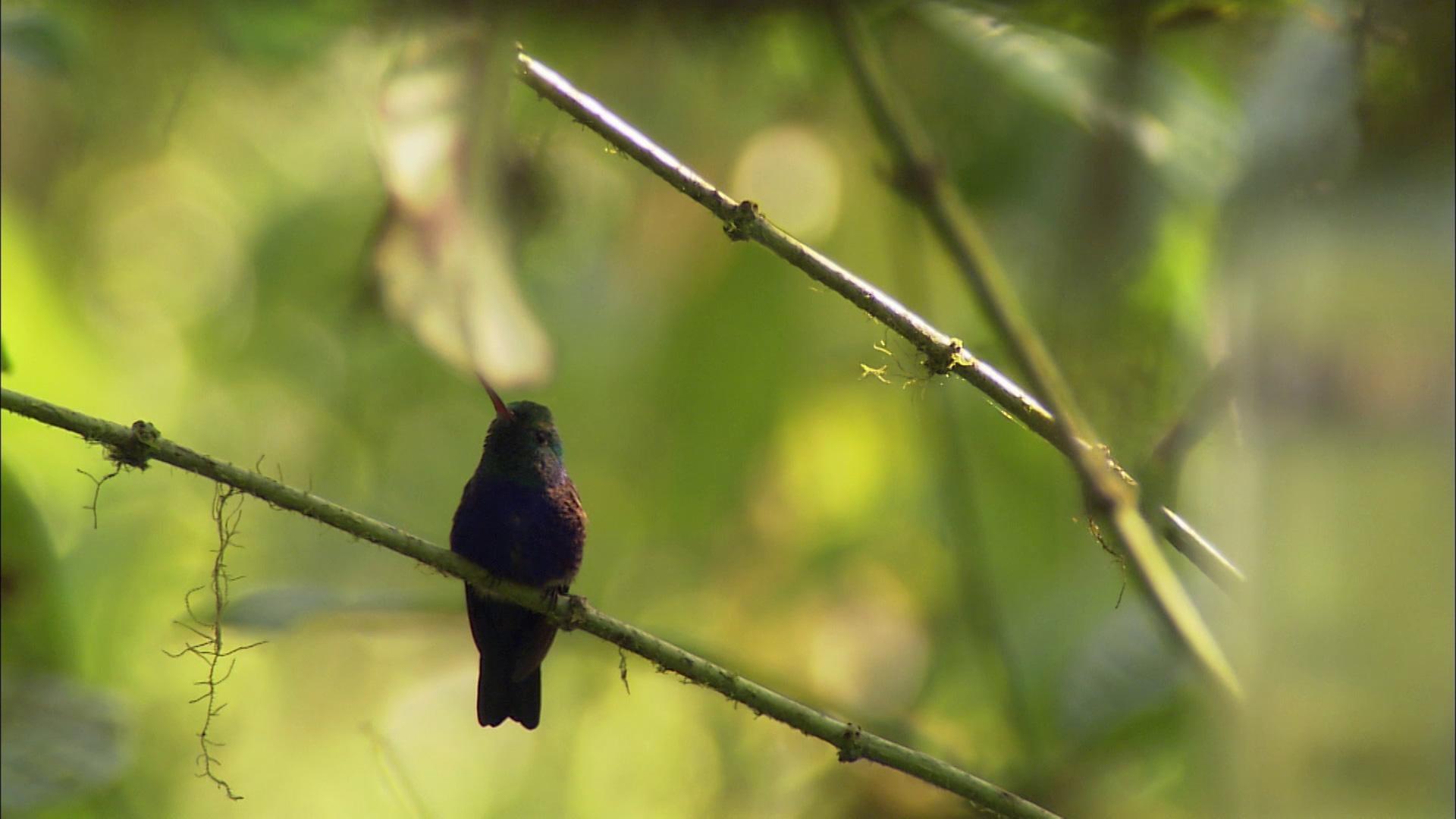 Hummingbirds: From Desert to Jungle