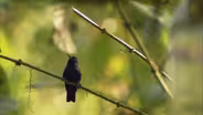 Hummingbirds: From Desert to Jungle