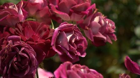 Video thumbnail: Volunteer Gardener Volunteer Gardener 3102