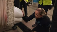 Rescued Belugas Arrive at Shedd Aquarium in Chicago