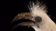 Creature Clip: White Crowned Hornbill