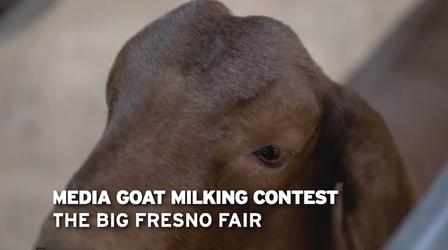 Video thumbnail: Valley PBS Community byYou The Big Fresno Fair: Media Goat Milking Contest