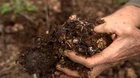 Volunteer Gardener 3408