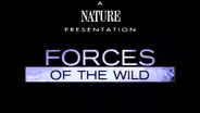 FORCES OF THE WILD - In the Beginning