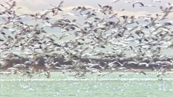 D4K: Bird Migration