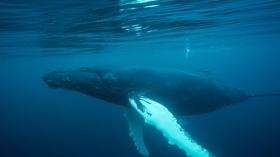 Video thumbnail: PBS NewsHour Drones are revolutionizing how we study humpback whales