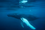 Drones are revolutionizing how we study humpback whales