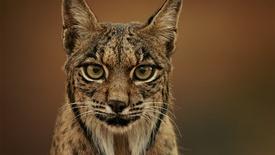 The Comeback Cat | WILD HOPE: asset-mezzanine-16x9