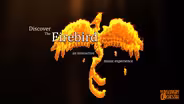 Discover the Firebird
