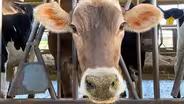 Hildebrand Farms Dairy