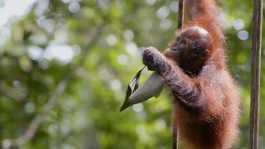 Orangutan Orphans Learn to Climb