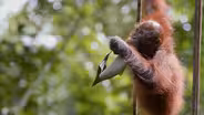 Orangutan Orphans Learn to Climb