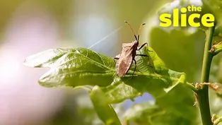 Watch this to help stop invasive insects!
