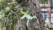 Rare Ghost Orchid Blooms at the Chicago Botanic Garden