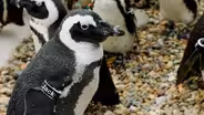 Penguins Intro