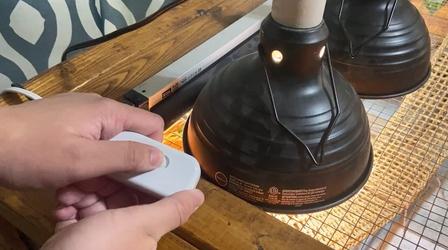 Video thumbnail: Emerging Voices Lighting | How to Take Care of a Bearded Dragon