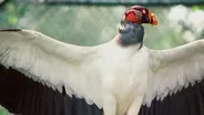 CREEPY CREATURES THAT HELP US