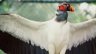 CREEPY CREATURES THAT HELP US