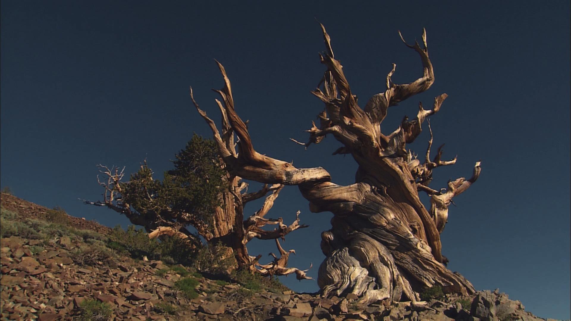 Of Drought And Fire