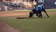 Baseball's Cutest Batdog Fetches Fame with the Durham Bulls