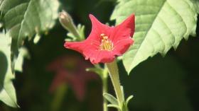 Video thumbnail: Great Gardening 2020 Spring Special