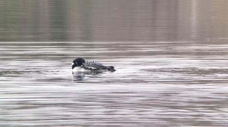 Video thumbnail: Almanac High inflation, bird flu at backyard feeders, rent control