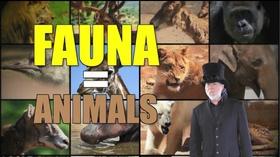 Video thumbnail: Steve Trash Science Wonderful Wildlife/Robots Rock