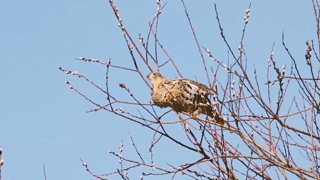 Ruffed Grouse #2, Agrivoltaics, Clean Water from Farmlands, Beaver Corps, Right Whales