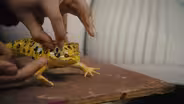 Special Species: Piñata Art Celebrates At-Risk Animals