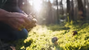 Life in Virginia's Appalachia: Foraging