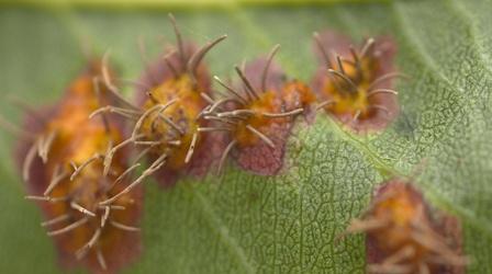 Video thumbnail: Backyard Farmer Backyard Farmer: Fall Watering & Pear Rust Control