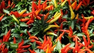 You Bet Your Garden Ep. 105