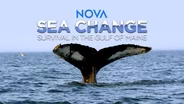 Sea Change: The Gulf of Maine, a NOVA Special Presentation- Preview