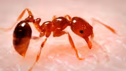 The 4 Most Ruthless Ants We’ve Ever Filmed