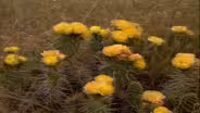 The Desert