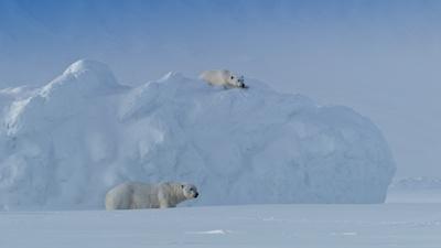 Polar Bear Romance