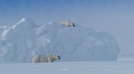 Video thumbnail: Wild Scandinavia Polar Bear Romance