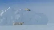 Polar Bear Romance