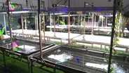 Aquaponics lab piques students’ interest in science