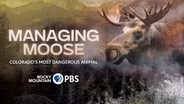 Managing Moose: Colorado's Most Dangerous Animal