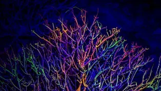 Cristopher Cichocki's New Earth Art